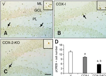 Fig. 5. Immunohistochemical staining for DCX in the dentate  gyrus of the V (A and B), COX-I (C and D), and COX-2-KO (E and F) groups