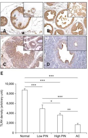 Fig. 4. TLR4 expression in pathologic grades of TRAMP prostate.