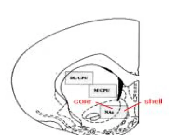 Fig 6. Schematic  drawing  of  showing  the  approximate field examined in the nucleus  accumbens  (NAs)