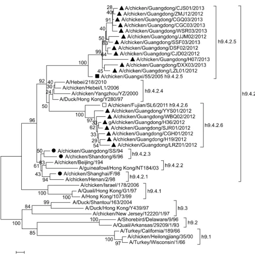 Fig. 1. Phylogenetic tree of H9 avian influenza viruses isolated in Guangdong from 2012 to 2013 based on the viral HA gene  sequences