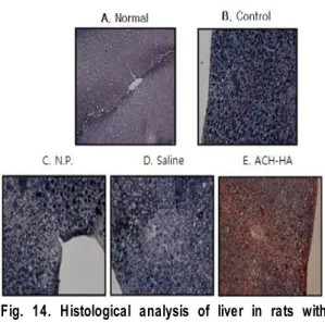 Fig.  13.  Effect  of  ACH-HA  at  GB34  on  hepatic  catalase  level  in  rats  with  hyperlipidemia