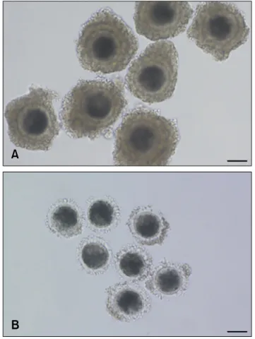 Fig. 1. (A) Morphologically good (MGCOCs) and (B) poor pig  oocytes (MPCOCs) used in this study
