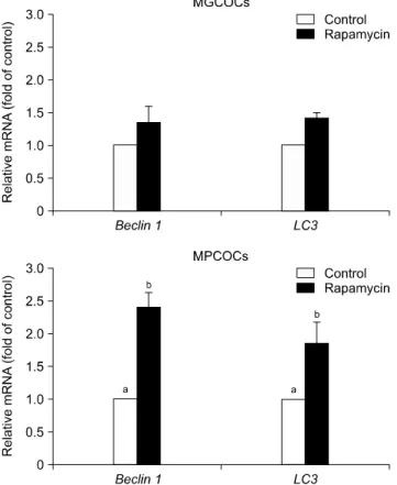 Fig. 2. Relative transcript abundance (mean ± SEM) of Beclin 1 and  LC3 mRNAs in metaphase II oocytes derived from  morphologically good oocytes (MGCOCs) and morphologically poor oocytes (MPCOCs) treated with 1 nM rapamycin during in  vitro maturation