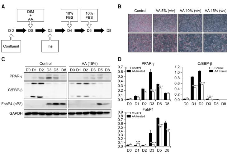 Fig. 2. Reproduction of the anti-adipogenesis effects of AA extract in vitro. (A) 3T3-L1 cells were treated with DIM and AA on day 0.