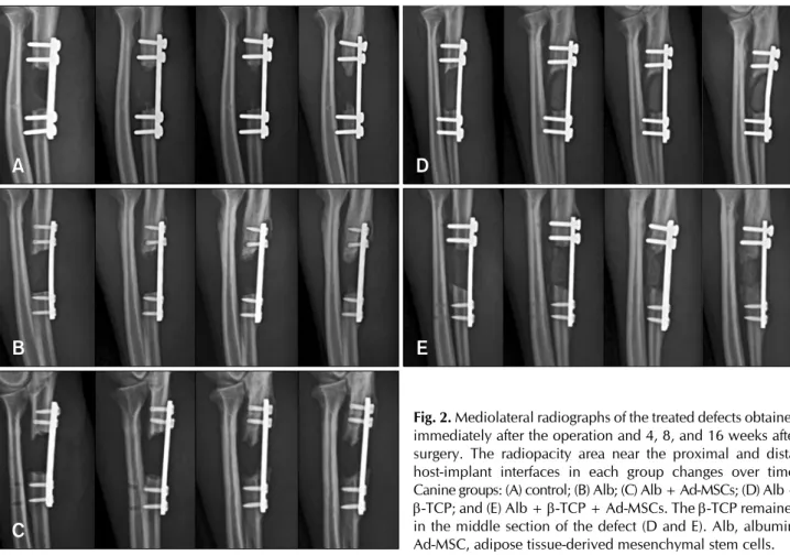 Table 1. Radiomorphometric analysis of the total area (in mm 2 ) of new bone formation at the proximal and distal host cortex-implant  interfaces at 4, 8, and 16 weeks after implantation