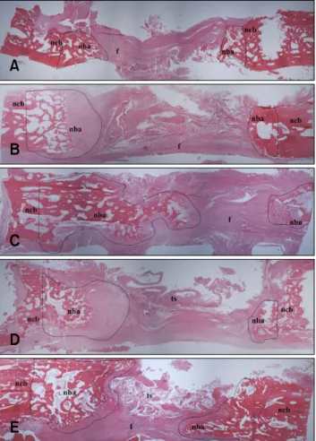Fig. 4. Histological findings in the longitudinal sections of the  interfacial area between bone defect and host bone 16 weeks  after implantation