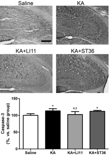 Fig.  4.  The  effects  of  acupuncture  on  kainic  acid(KA)-induced  caspase-3  expression  in  the  hippocampus