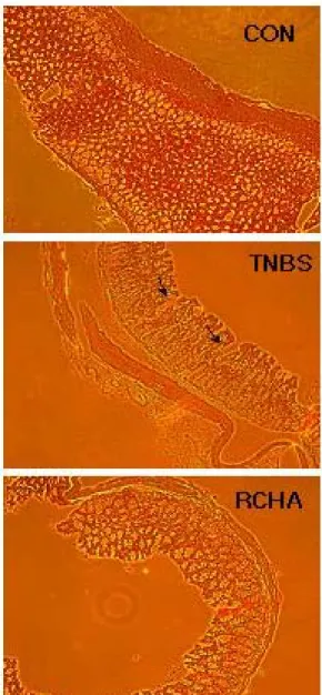 Fig. 9. Effects  of  RCHA  injection  into  hapgok  (LI 4 )  on  IgM  levels    in  rats.