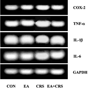 Fig. 5. Comparisons of degranulation value of gastric mast cells. CRS and EA+CRS groups were statically significant  compar-ed with controls, but EA+CRS were significantly reduced compared with CRS.