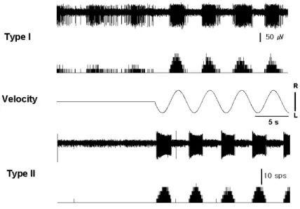 Fig.  1 . Typical pattern of neuronal activity in type I and II neurons of right MVN induced by sinusoidal rotation of the whole body at 0.2 Hz