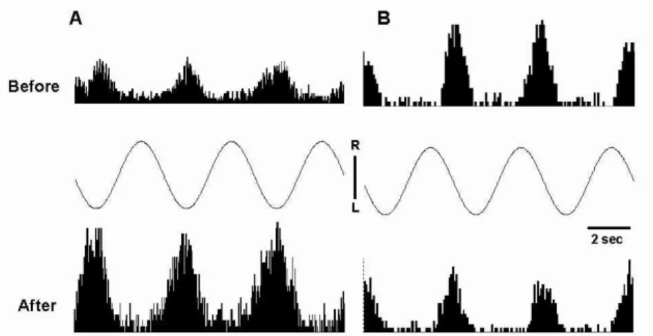 Fig.  4 . Dynamic responses showing changes in gain of type II neuron following ES to left GB 43 in MVN