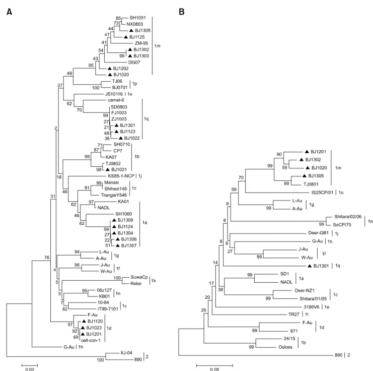 Fig. 1. Phylogenetic analysis of 245 nucleotides of the 5-UTR or 385 nucleotides from the N pro  genomic region in diverse strains of  bovine viral diarrhea virus (BVDV)