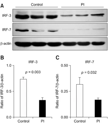 Fig. 4. Immunoblotting detection of IRF-3 and IRF-7 in PBMCs  from healthy and PI cattle