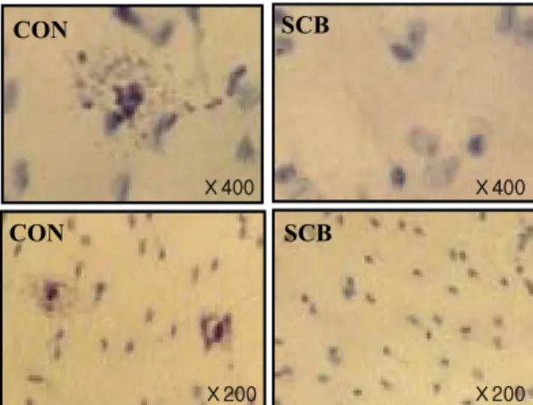 Figure 1. Effect  of  SCB  on  compound  48/80  induc- induc-ed  mast  cell  degranulation   