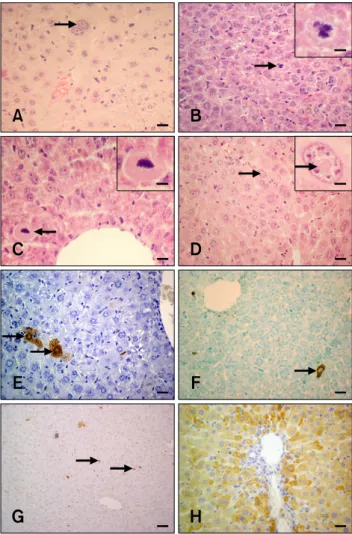 Fig. 1. H&amp;E, TUNEL, and caspase-8-specific immunohistochemistry in hepatocytes from the experimental and control groups