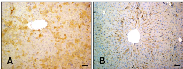 Fig. 4. VEGF expression in hepatocytes from the experimental  and control groups. (A) Cytoplasmic VEGF immunolabeling  (Group 4B)