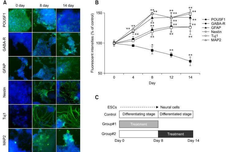 Fig. 1. Quantitative changes of marker protein expression during the differentiation of ESCs into neural cells