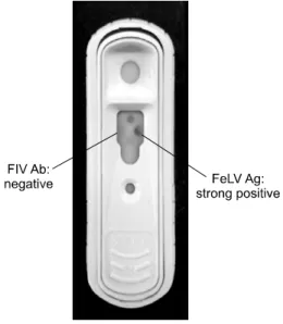 Fig. 1. (A) Cloning of the FeLV p27 gene.  (B) Expression and  purification of soluble p27 protein