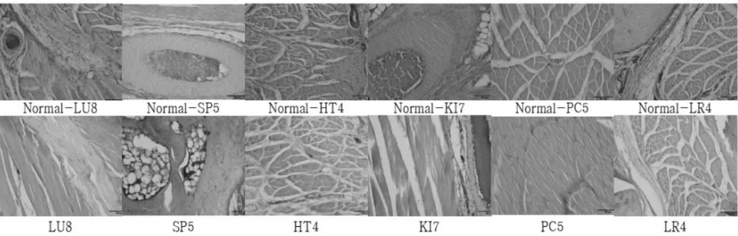 Fig.  4.  Representive  microphotographs  of  immunoreactivity  pattern  for  inducible  nitric  oxid  esynthase(iNOS)  in  rats