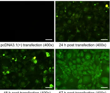 Fig. 1. Expression of pcDNA-ORF5 after transfection. Scale bars