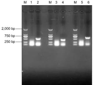 Fig. 3. Detection of recombinant proteins encoded by expression plasmids pcDNA-ORF5(A), pcDNA-IL-2 (B), and pcDNA-IL-4 (C) using Western blotting．