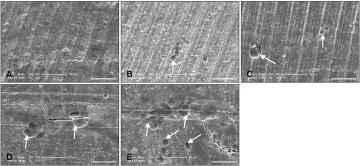 Fig. 4. Resorption lacunae on bone slices observed with an XL30-ESEM environmental scanning electron microscope