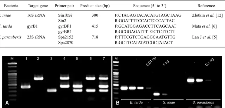 Fig. 1. Sensitivity of the multiplex PCR for detecting Edwardsiella (E.) tarda (415 bp), Streptococcus (S.) parauberis (718 bp), and S