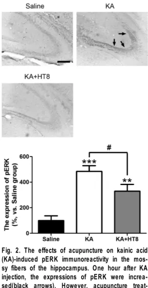 Fig. 1. Hippocampal cell death in CA3 on 1 h  and 24 h after kainic acid(KA) injection