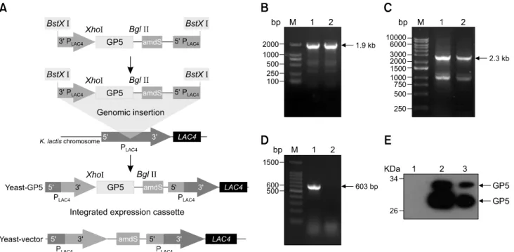 Fig. 1. Construction and expression of the recombinant Kluyveromyces (K.) lactis. (A) Schematic diagram of Yeast-GP5 vaccine  constructs