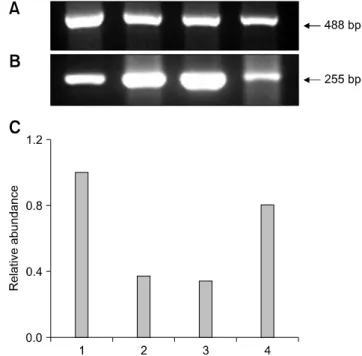 Fig. 1. Representative gel photograph of semi-quantitative  RT-PCR of DNA methyltransferase (DNMT1) transcripts in  transgenic NT, control NT, in vitro firtilization (IVF), and  parthenogenetic bovine blastocysts