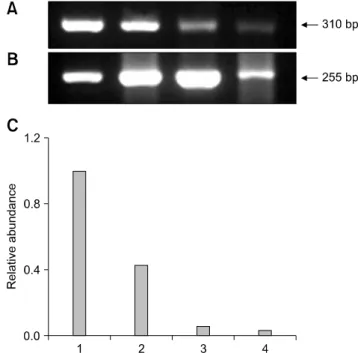 Fig. 2. Representative gel photograph of semi-quantitative  RT-PCR of heat shock protein 70.1 (Hsp 70.1) transcripts in  transgenic NT, control NT, IVF, and parthenogenetic bovine  blastocysts