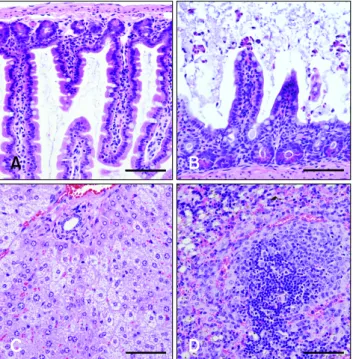 Fig. 5. Histopathology of mice with CDI. (A) Segment of the  small intestine from the control mice