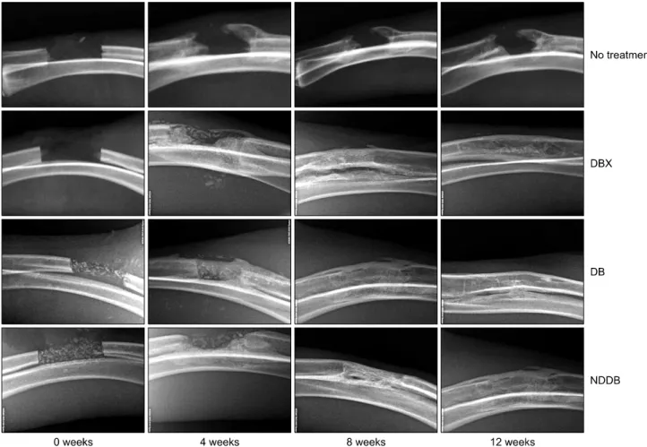 Fig. 4. Changes in bone volume fraction (%) after implantation.