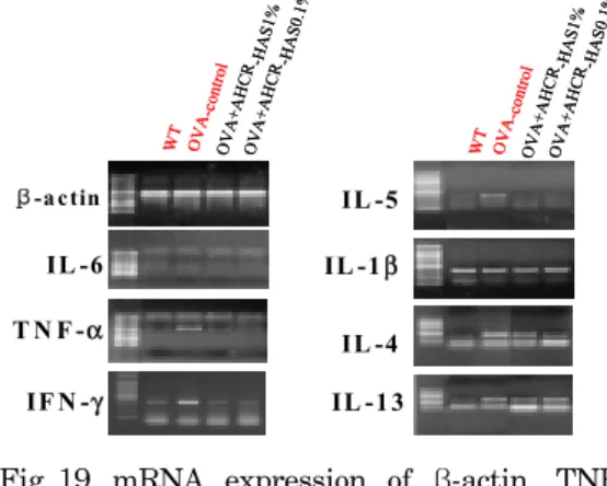 Fig. 18. Effect  of   AHCR-HAS  on  IgE+/B220+ 