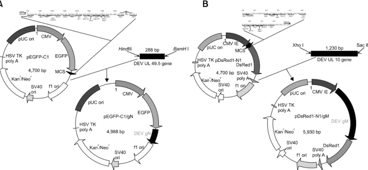 Fig. 1. Construction of the recombinant plasmids. (A) Construction of the pEGFP-C1/pUL49.5 plasmid
