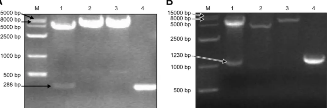 Fig. 2. Identification of the recombinant plasmids using PCR and restriction enzyme digestion
