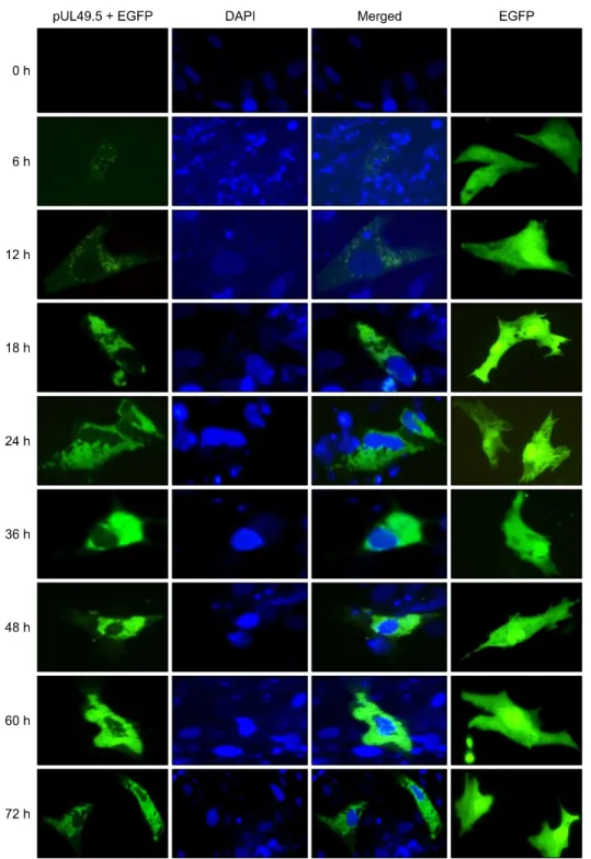 Fig. 5. Intracellular localization and distribution of DEV pUL49.5 in DEFs. In the first column, green indicates expression of the  pUL49.5+EGFP fusion protein