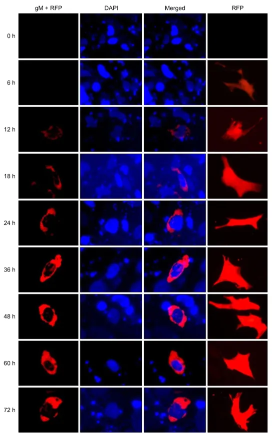 Fig. 6. Intracellular localization and distribution of DEV gM in DEFs. In the first column, red represents expression of the gM+RFP  fusion protein