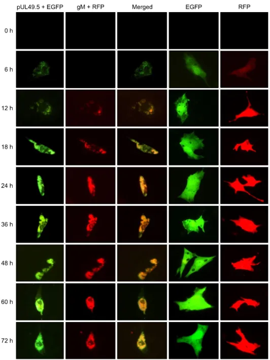 Fig. 7. Colocalization of DEV pUL49.5 and gM in DEFs. In the first column, green represents expression of the pUL49.5+EGFP fusion protein