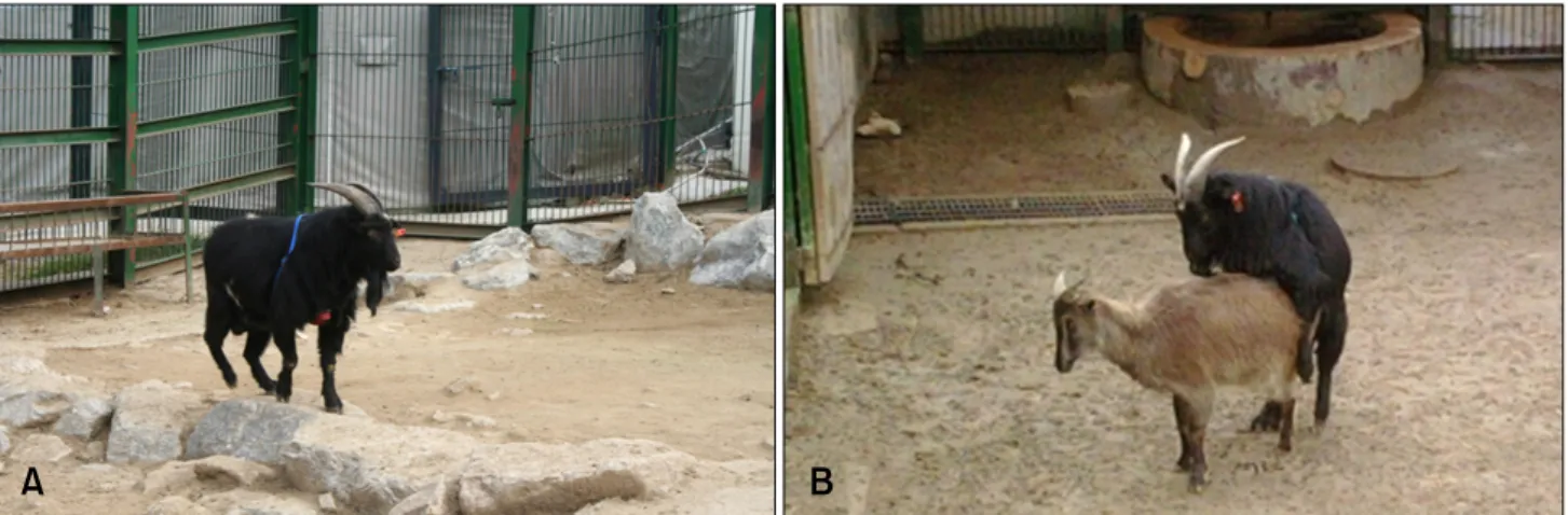 Fig. 1. A vasectomized male Korean black goat harnessed with a crayon that had undergone penile translocation to serve as a teaser buck (A) and its ability to detect estrus (B)