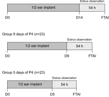 Fig. 1. Schematic representation of the fixed-time artificial  insemination (FTAI) protocols used for crossbred sheep in  Brazil
