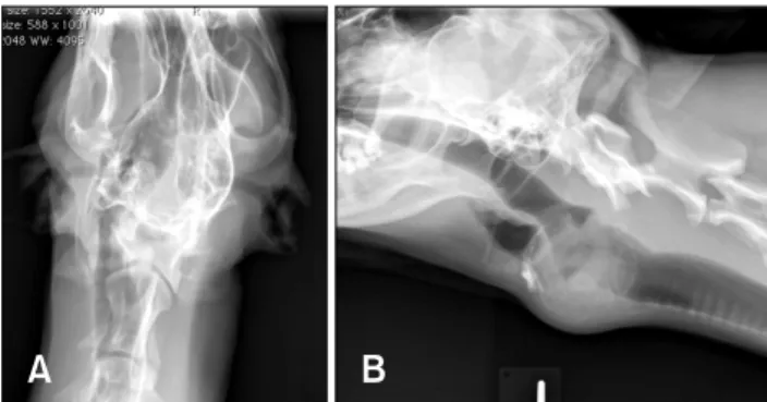 Fig. 1. Radiographic images of a large tissue-dense cervical mass on the laryngeal region