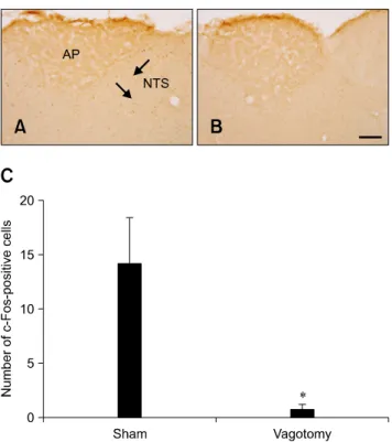 Fig. 4. c-Fos-specific immunohistochemistry in the NTS of rats 1 h after gavage with vehicle (A) or 30 mg/kg (B), 100 mg/kg (C),  and 300 mg/kg (D) DB