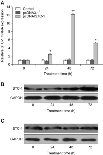 Fig. 3. Analysis of STC-1 mRNA and protein expression in the  transfected IECs. The expression of STC-1 mNRA in cells  transfected with the pcDNA/STC-1 construct was maximized  approximately 48 h after transfection as measured by real-time  PCR (gray colum