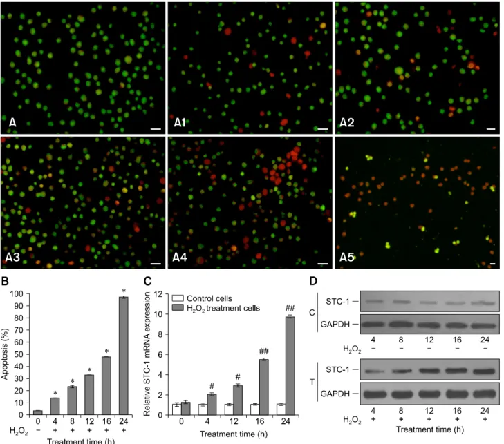Fig. 4. Detection of viability, apoptosis, and STC-1 expression of transfected IECs. A time-dependent decrease in cell viability (A ~ A5,  cells treated with H 2 O 2  for 0, 4, 8, 12, 16, and 24 h) and survival rate (B, *p ＜ 0.001 vs