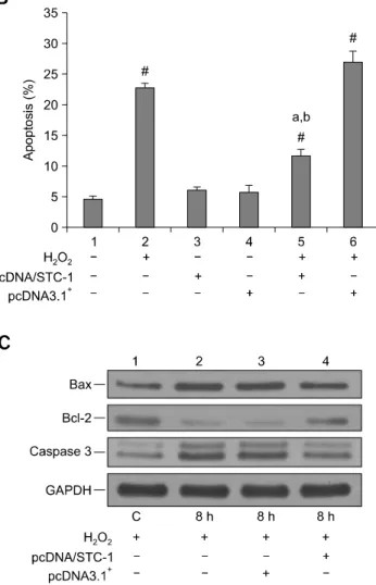 Fig. 5. The effects of STC-1 over-expression on the viability, apoptosis rate,  and apoptosis-related protein expression in IECs