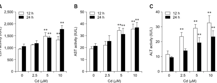 Fig. 3. Effect of Cd on reactive oxygen species (ROS) production. Hepatocytes were treated with 5 μM of Cd for 45 min or 1.5, 6, 12, and 24 h
