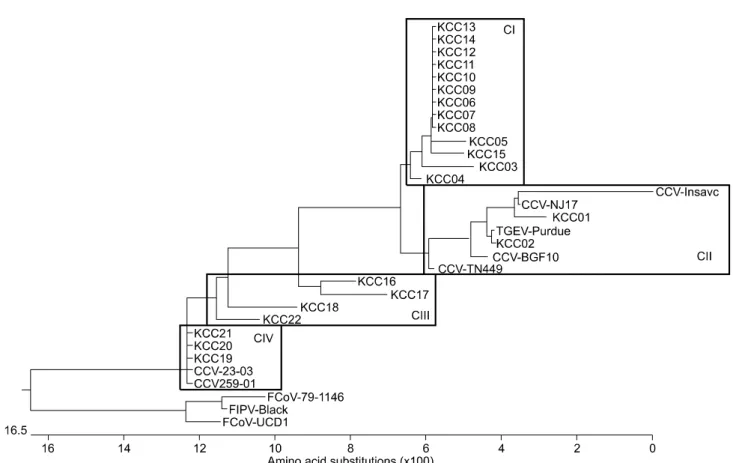 Fig. 1. Phylogenetic tree of the CCVs based on a comparison of partial M gene amino acid sequences obtained for 22 Korean strains and 10 reference coronaviruses
