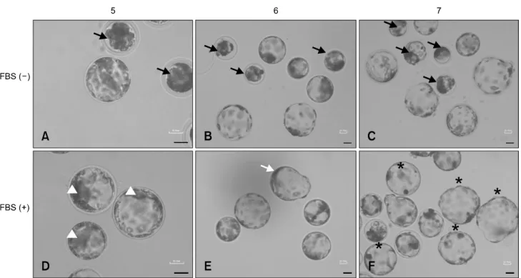 Fig. 1. Morphology of blastocysts in different developmental stages on the 5th to 7th day of in vitro culture (IVC)
