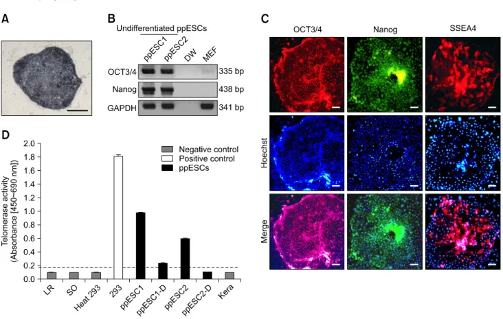 Fig. 3. Characterization of ppESC stemness. (A) AP reactivity was observed in ppESC line 1 at passage 18 [ppESC1 (P18)]